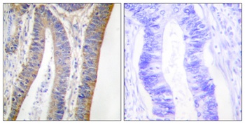 p47-phox (phospho Ser359) rabbit pAb
