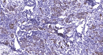 PEPT1 rabbit pAb Antibody