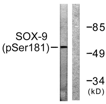 Sox-9 (phospho Ser181) rabbit pAb