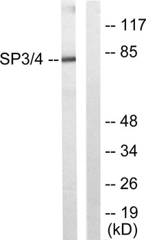 Sp3/4 rabbit pAb Antibody