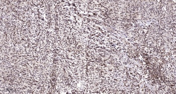 Sp3/4 rabbit pAb Antibody