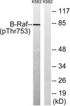 Raf-B (phospho Thr753) rabbit pAb