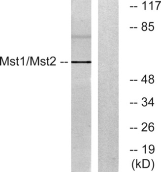 Krs-1/2 rabbit pAb Antibody