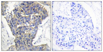 Unc18-1 rabbit pAb Antibody