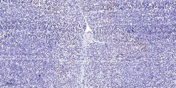 TAL1 (phospho Ser122) rabbit pAb Antibody
