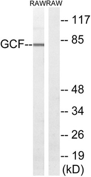 TCF-9 rabbit pAb Antibody