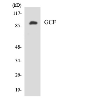TCF-9 rabbit pAb Antibody