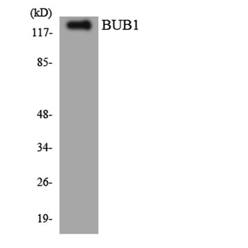 BUB1 rabbit pAb Antibody