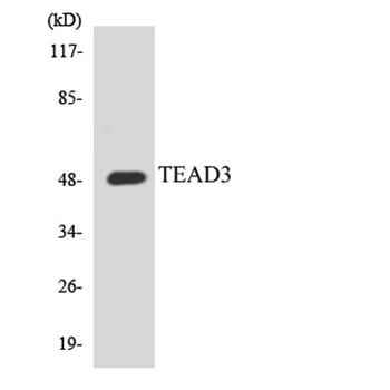 TEF-5 rabbit pAb Antibody