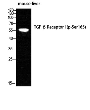 TGFβ RI (phospho Ser165) rabbit pAb