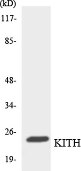 Thymidine Kinase rabbit pAb Antibody