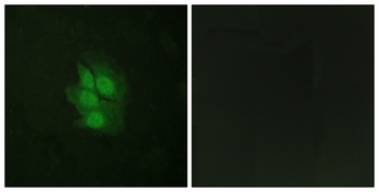 p53 (phospho Ser392) rabbit pAb