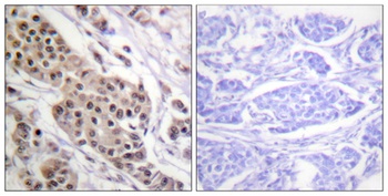 p53 (phospho Ser392) rabbit pAb
