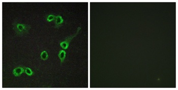 C3aR rabbit pAb Antibody