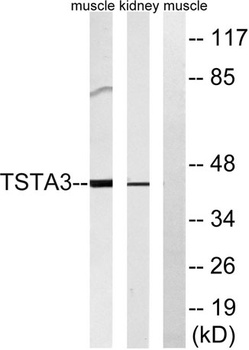 FX rabbit pAb Antibody