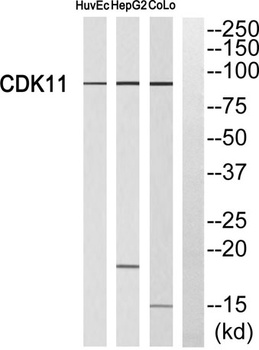 Cdk11A/B rabbit pAb Antibody