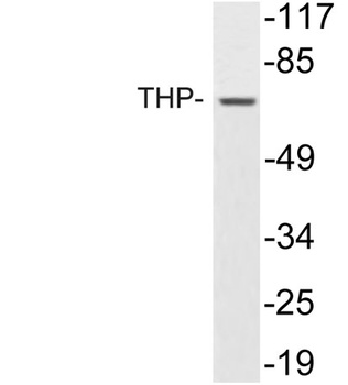 THP rabbit pAb Antibody