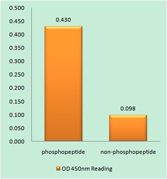 WASP (phospho Tyr290) rabbit pAb