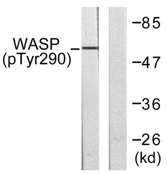 WASP (phospho Tyr290) rabbit pAb