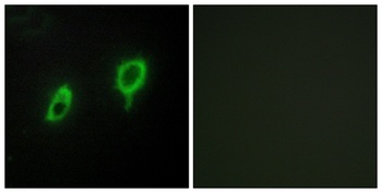 14-3-3 γ rabbit pAb Antibody