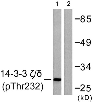 14-3-3 ζ/δ (phospho Thr232) rabbit pAb
