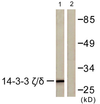 14-3-3 ζ/δ rabbit pAb Antibody