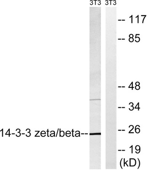 14-3-3 β/ζ rabbit pAb Antibody