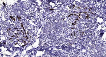 ZnT-1 rabbit pAb Antibody