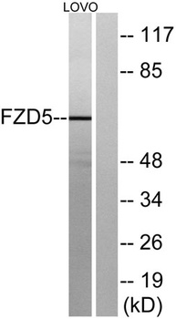 Frizzled-5 rabbit pAb Antibody