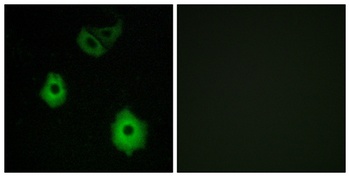 Olfactory receptor 5H6 rabbit pAb Antibody