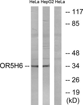 Olfactory receptor 5H6 rabbit pAb Antibody