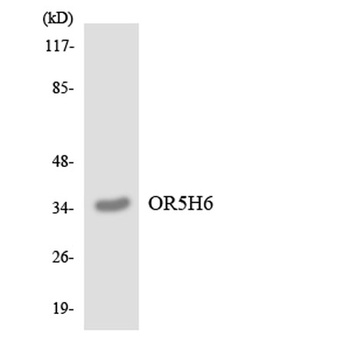 Olfactory receptor 5H6 rabbit pAb Antibody