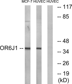 Olfactory receptor 6J1 rabbit pAb Antibody