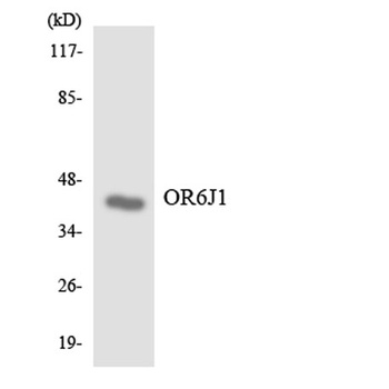 Olfactory receptor 6J1 rabbit pAb Antibody