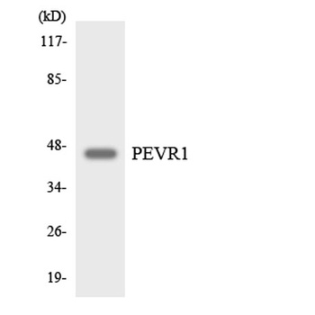 GPR172A rabbit pAb Antibody