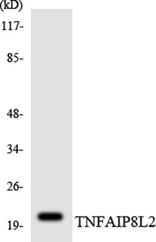 TNF-IP 8L2 rabbit pAb Antibody