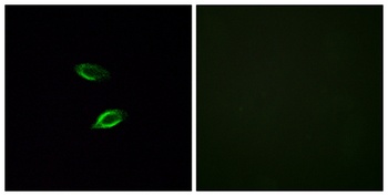 GPR157 rabbit pAb Antibody