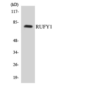RUFY1 rabbit pAb Antibody
