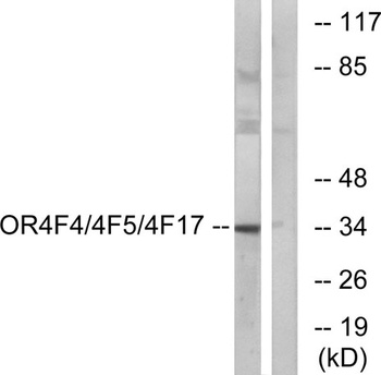 Olfactory receptor 4F4/4F5/4F17 rabbit pAb Antibody