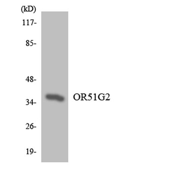 Olfactory receptor 51G2 rabbit pAb Antibody