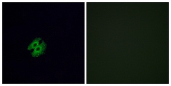 Olfactory receptor 2G2 rabbit pAb Antibody