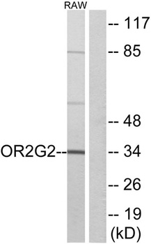 Olfactory receptor 2G2 rabbit pAb Antibody