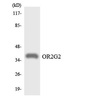 Olfactory receptor 2G2 rabbit pAb Antibody