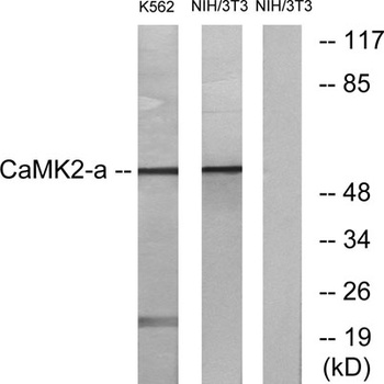 CaMKIIα/δ rabbit pAb Antibody