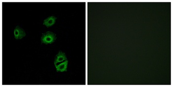 Olfactory receptor 2B2 rabbit pAb Antibody