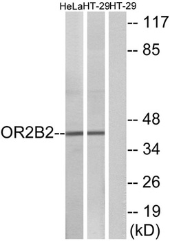 Olfactory receptor 2B2 rabbit pAb Antibody