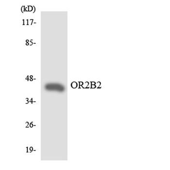 Olfactory receptor 2B2 rabbit pAb Antibody