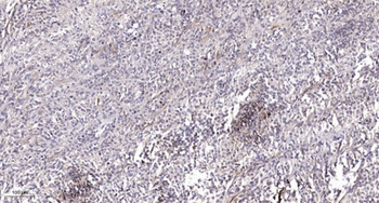 Rab 1B rabbit pAb Antibody