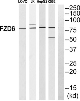 Frizzled-6 rabbit pAb Antibody