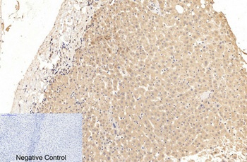 Cleaved-Caspase-1 p20 (D210) rabbit pAb